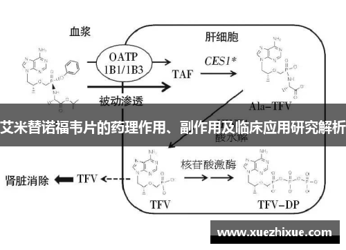 艾米替诺福韦片的药理作用、副作用及临床应用研究解析