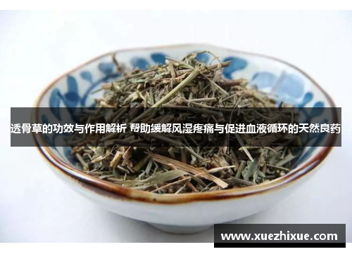 透骨草的功效与作用解析 帮助缓解风湿疼痛与促进血液循环的天然良药